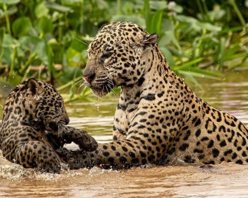 Guia apresenta as 39 onças ja identificadas dentro do Sesc Pantanal